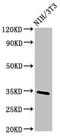 Nth Like DNA Glycosylase 1 antibody, CSB-PA016125LA01HU, Cusabio, Western Blot image 