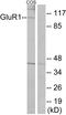 GluA1 antibody, LS-C118129, Lifespan Biosciences, Western Blot image 