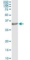 PA28b antibody, H00005721-M02, Novus Biologicals, Immunoprecipitation image 