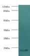 Calmodulin antibody, LS-C370688, Lifespan Biosciences, Western Blot image 