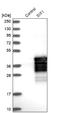 SIX Homeobox 1 antibody, NBP1-84264, Novus Biologicals, Western Blot image 