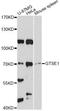 G2 And S-Phase Expressed 1 antibody, LS-C748923, Lifespan Biosciences, Western Blot image 