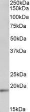 KIAA0319 antibody, 42-942, ProSci, Enzyme Linked Immunosorbent Assay image 