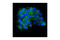 Cadherin 1 antibody, 3199S, Cell Signaling Technology, Immunocytochemistry image 