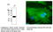 RAB32, Member RAS Oncogene Family antibody, AB0036-200, SICGEN, Western Blot image 