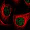 Zinc Finger Protein 672 antibody, HPA055779, Atlas Antibodies, Immunofluorescence image 
