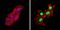 Peroxisome Proliferator Activated Receptor Alpha antibody, NB120-3484, Novus Biologicals, Immunocytochemistry image 