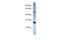 Eukaryotic Translation Initiation Factor 4E antibody, PA5-41751, Invitrogen Antibodies, Western Blot image 