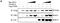 Salvador Family WW Domain Containing Protein 1 antibody, H00060485-M02, Novus Biologicals, Western Blot image 