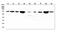 Heat Shock Protein Family A (Hsp70) Member 2 antibody, M03474-1, Boster Biological Technology, Western Blot image 