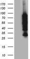 Protein Phosphatase, Mg2+/Mn2+ Dependent 1D antibody, TA811163, Origene, Western Blot image 