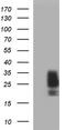 KIT Ligand antibody, MA5-26329, Invitrogen Antibodies, Western Blot image 