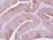 Glutaminyl-TRNA Synthetase antibody, PA5-28884, Invitrogen Antibodies, Immunohistochemistry frozen image 