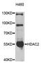 Histone Deacetylase 2 antibody, abx125932, Abbexa, Western Blot image 