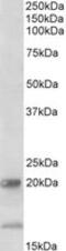 Interleukin 17B antibody, MBS423463, MyBioSource, Western Blot image 