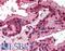 TNF Receptor Superfamily Member 19 antibody, LS-B2079, Lifespan Biosciences, Immunohistochemistry frozen image 