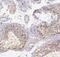 Ankyrin Repeat Domain 33 antibody, FNab00412, FineTest, Immunohistochemistry frozen image 