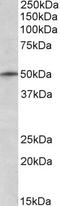 Tripartite Motif Containing 35 antibody, STJ70354, St John