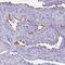 Bardet-Biedl Syndrome 10 antibody, HPA058743, Atlas Antibodies, Immunohistochemistry paraffin image 