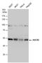 Nucleobindin 2 antibody, PA5-78096, Invitrogen Antibodies, Western Blot image 