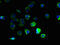 G Protein-Coupled Receptor 3 antibody, A57914-100, Epigentek, Immunofluorescence image 