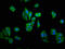 Cyclin G Associated Kinase antibody, LS-C671826, Lifespan Biosciences, Immunofluorescence image 