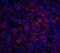 Interleukin 23 Subunit Alpha antibody, GTX85496, GeneTex, Immunohistochemistry paraffin image 