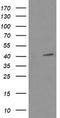 p38 MAPK antibody, LS-C337987, Lifespan Biosciences, Western Blot image 