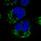 Citrate Synthase antibody, AMAb91009, Atlas Antibodies, Immunocytochemistry image 