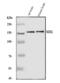 Nitric Oxide Synthase 1 antibody, A01070-2, Boster Biological Technology, Western Blot image 