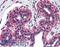 Tumor Protein P73 antibody, LS-B2086, Lifespan Biosciences, Immunohistochemistry paraffin image 