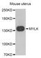 Pyruvate Dehydrogenase Kinase 3 antibody, PA5-76332, Invitrogen Antibodies, Western Blot image 