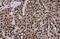 POU Class 5 Homeobox 1 antibody, NBP2-15052, Novus Biologicals, Immunohistochemistry paraffin image 