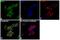 Mitogen-Activated Protein Kinase Kinase Kinase Kinase 1 antibody, PA5-28093, Invitrogen Antibodies, Immunofluorescence image 