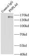 Patatin Like Phospholipase Domain Containing 6 antibody, FNab06591, FineTest, Immunoprecipitation image 