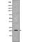 TNF Alpha Induced Protein 8 Like 1 antibody, abx217570, Abbexa, Western Blot image 