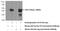 Isovaleryl-CoA Dehydrogenase antibody, 66032-1-Ig, Proteintech Group, Western Blot image 