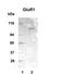 Glutamate Metabotropic Receptor 1 antibody, PA5-22800, Invitrogen Antibodies, Western Blot image 
