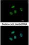 PHD Finger Protein 6 antibody, PA5-30853, Invitrogen Antibodies, Immunofluorescence image 
