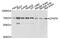 Cleavage And Polyadenylation Specific Factor 6 antibody, abx135739, Abbexa, Western Blot image 