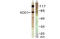 SRBP1 antibody, LS-C117513, Lifespan Biosciences, Western Blot image 