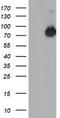 Negative Regulator Of Ubiquitin Like Proteins 1 antibody, TA800184, Origene, Western Blot image 