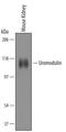 Uromodulin antibody, AF5175, R&D Systems, Western Blot image 