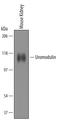 Tamm-Horsfall urinary glycoprotein antibody, AF5175, R&D Systems, Western Blot image 