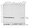 Ubiquitin C-Terminal Hydrolase L1 antibody, MA1-46079, Invitrogen Antibodies, Western Blot image 