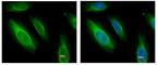 Argininosuccinate Lyase antibody, ab97370, Abcam, Immunofluorescence image 
