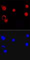 Ligand Dependent Nuclear Receptor Corepressor antibody, MAB7534, R&D Systems, Immunocytochemistry image 