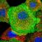 CD38 Molecule antibody, NBP1-86010, Novus Biologicals, Immunofluorescence image 