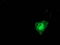Mitogen-Activated Protein Kinase 12 antibody, LS-C172525, Lifespan Biosciences, Immunofluorescence image 