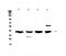 Vascular Endothelial Growth Factor D antibody, PA5-79266, Invitrogen Antibodies, Western Blot image 